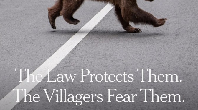 Bear Attacks – Romania