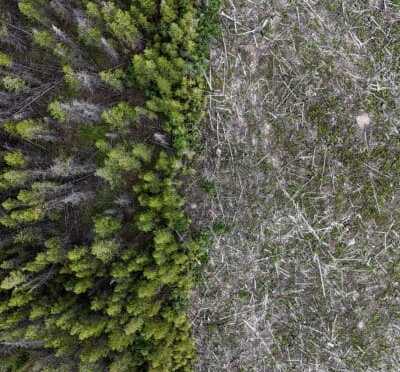 Drax stop burning wood Pellets – saving forests